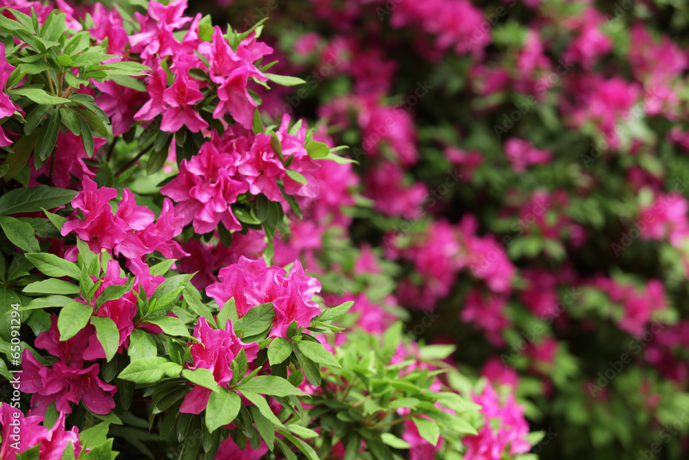 The image of beautiful nature The image of beautiful nature