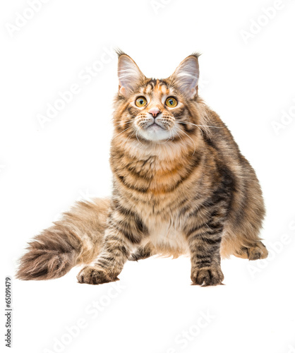 Fototapeta Naklejka Na Ścianę i Meble -  Young cat