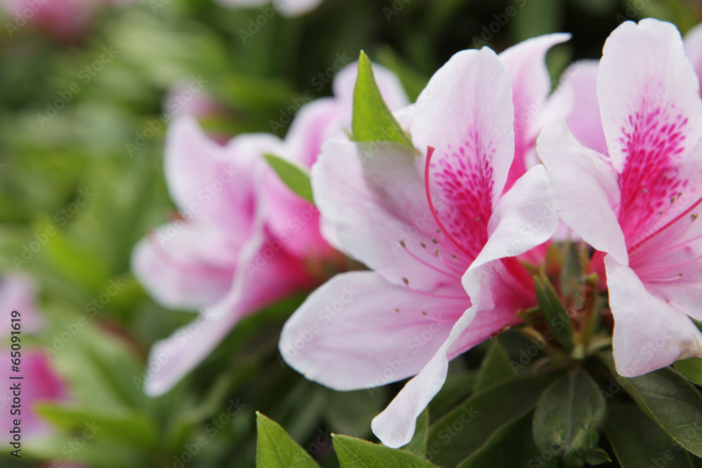 The image of beautiful nature The image of beautiful nature
