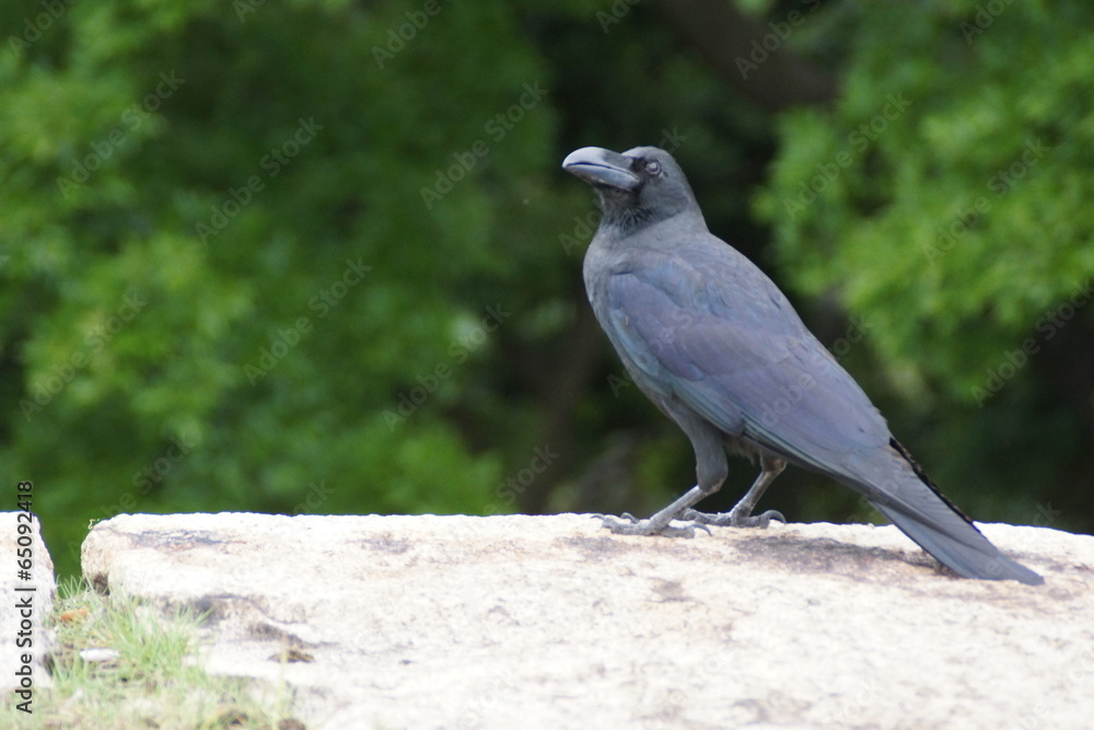 Fototapeta premium 東京カラス