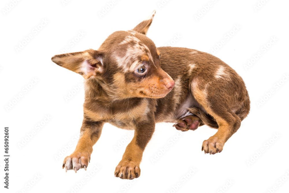 Fototapeta premium Toy terrier