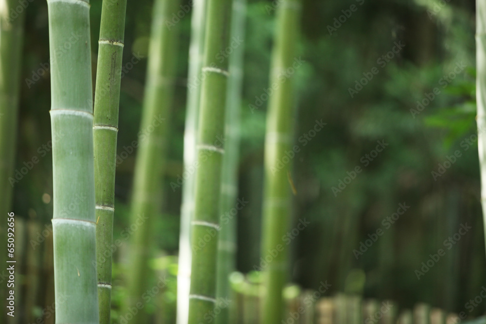 The image of beautiful nature The image of beautiful nature