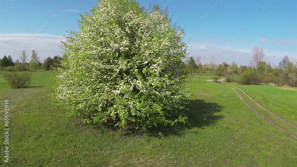 meadow and blossoming tree. Aerial slow meadow and blossoming tree. Aerial slow