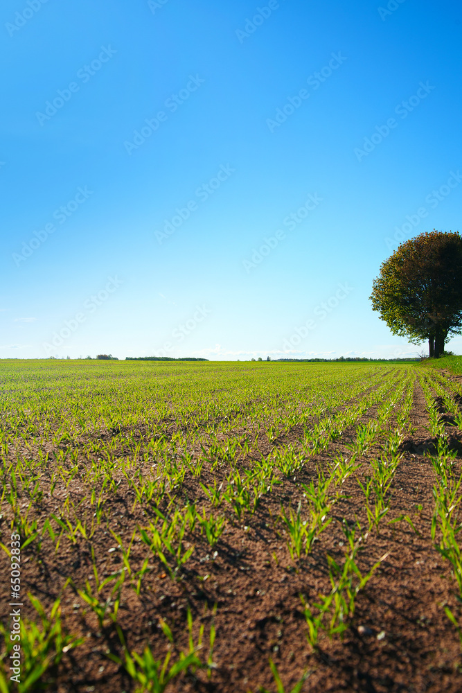 Obraz premium Green wheat field.