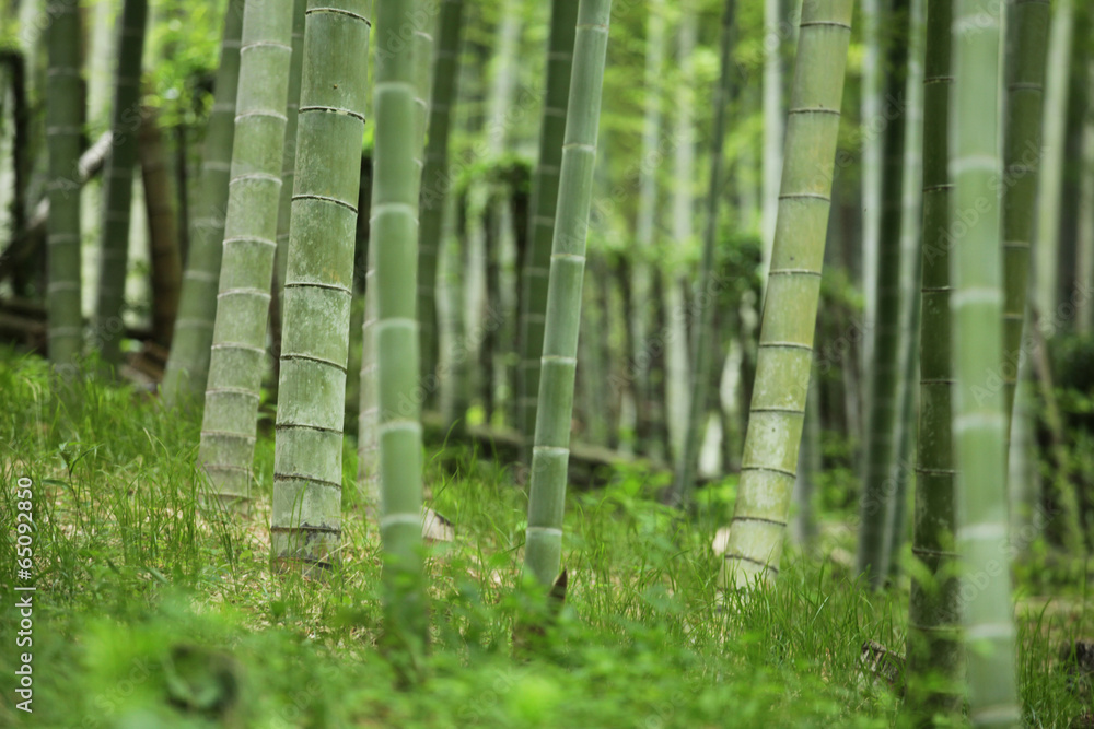 The image of beautiful nature The image of beautiful nature