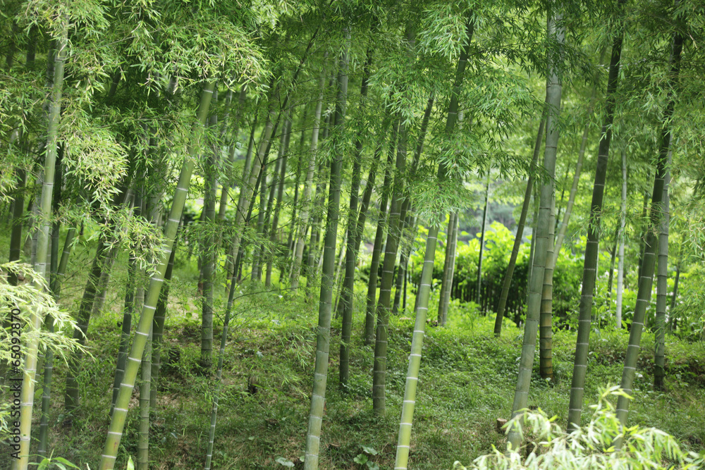 Fototapeta premium The image of beautiful nature