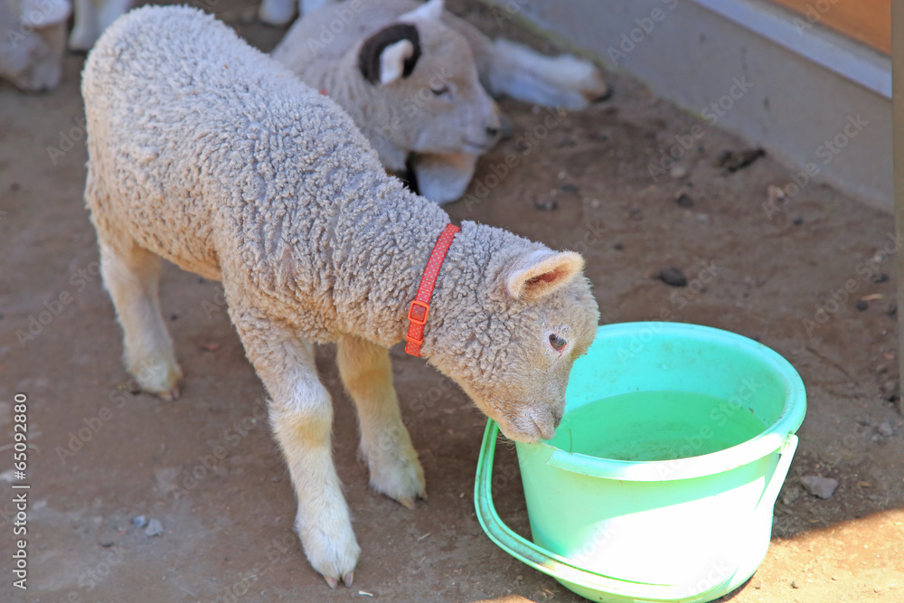 Obraz premium 子羊