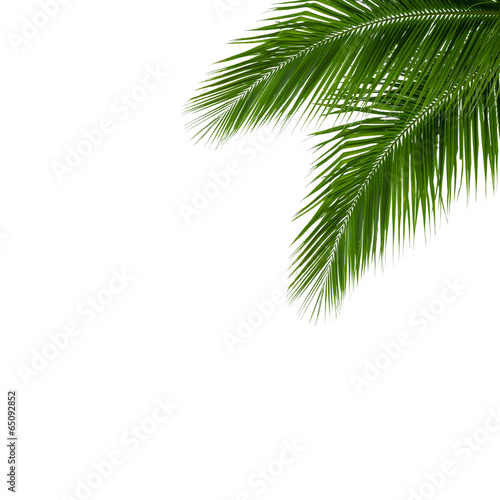 leaves of coconut tree isolated on white background