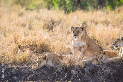 Lioness with her cubs