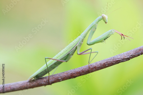 Wallpaper Mural Praying Mantis on Tree branch Torontodigital.ca