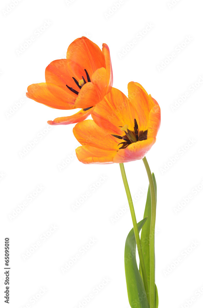 Beautiful tulips in bucket isolated on white Beautiful tulips in bucket isolated on white