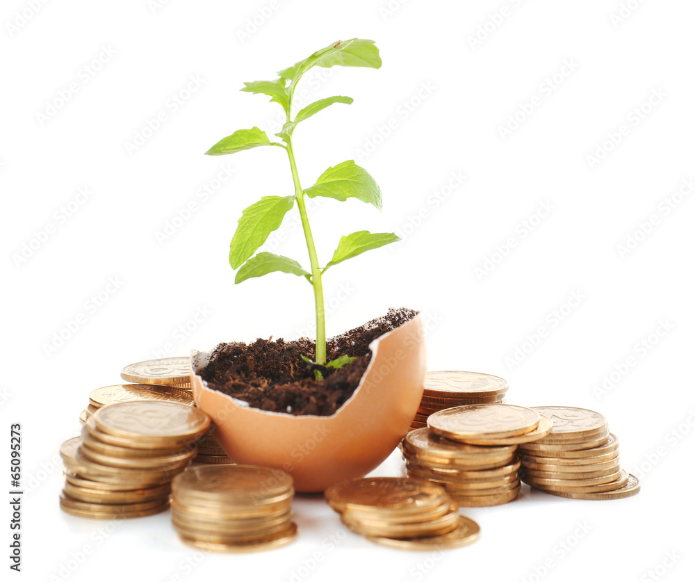 Coins and plant in eggshell isolated on white Coins and plant in eggshell isolated on white