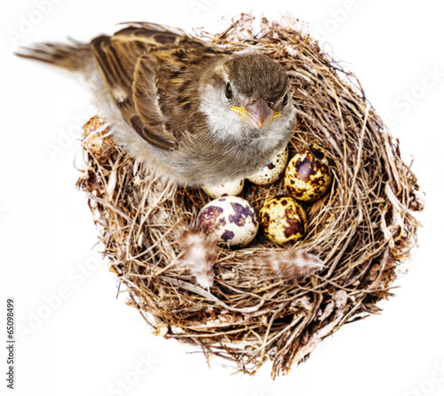 Quadro su tela sparrow bird and a nest