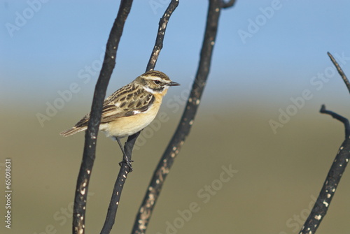 Braunkehlchen (Saxicola rubetra)