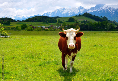 swiss Cow on a summer pasture