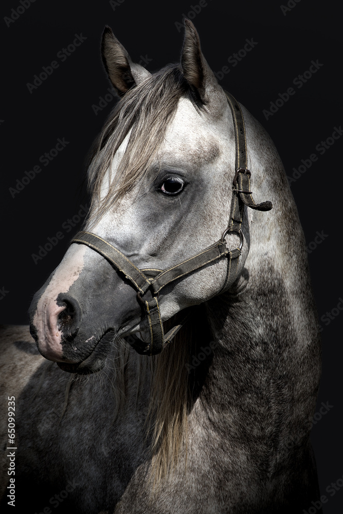 A head of a horse against a black background - obrazy, fototapety, plakaty 