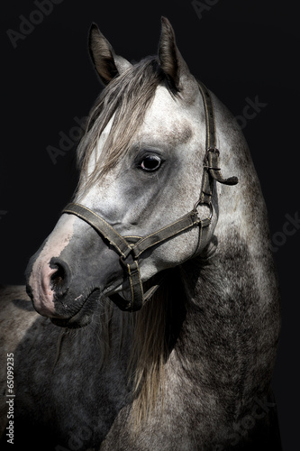 A head of a horse against a black background