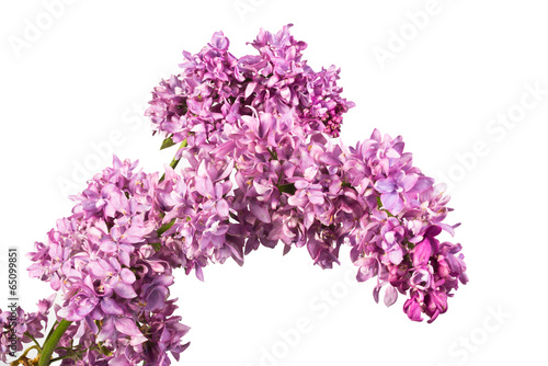 sprig of lilac