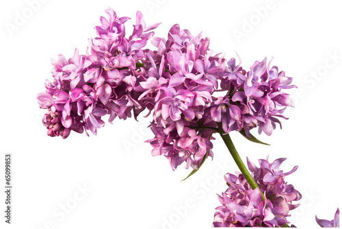 sprig of lilac
