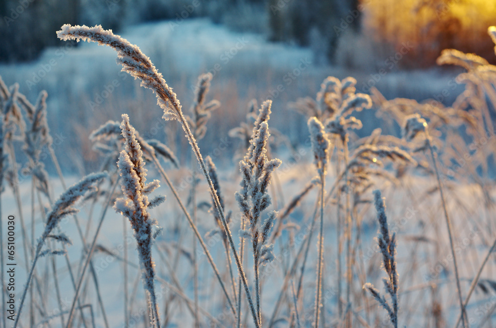 Fototapeta premium Winter scene