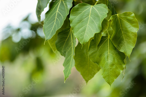 close-up of Ficus religiosa  on bokeh background
