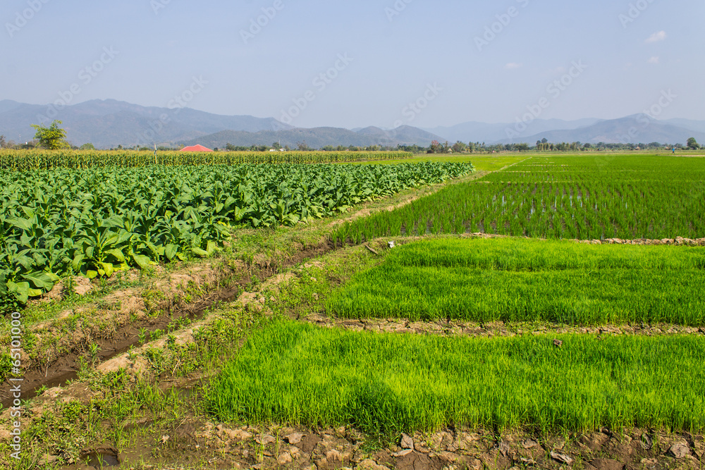 Tobacco Plants, Rice Field And Corn