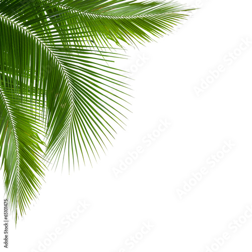leaves of coconut tree isolated on white background