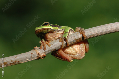 The European tree frog © tomasztc