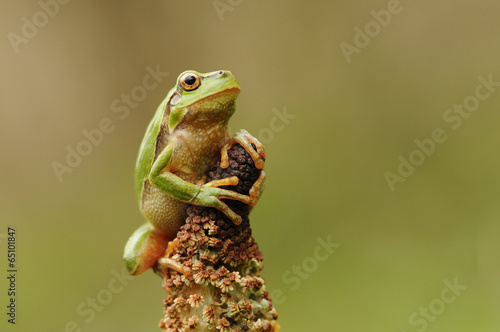 The European tree frog photo