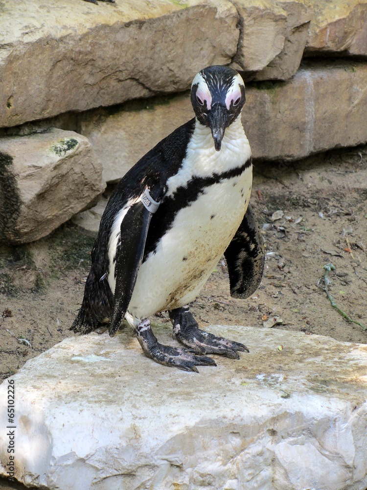 Naklejka premium pingouin