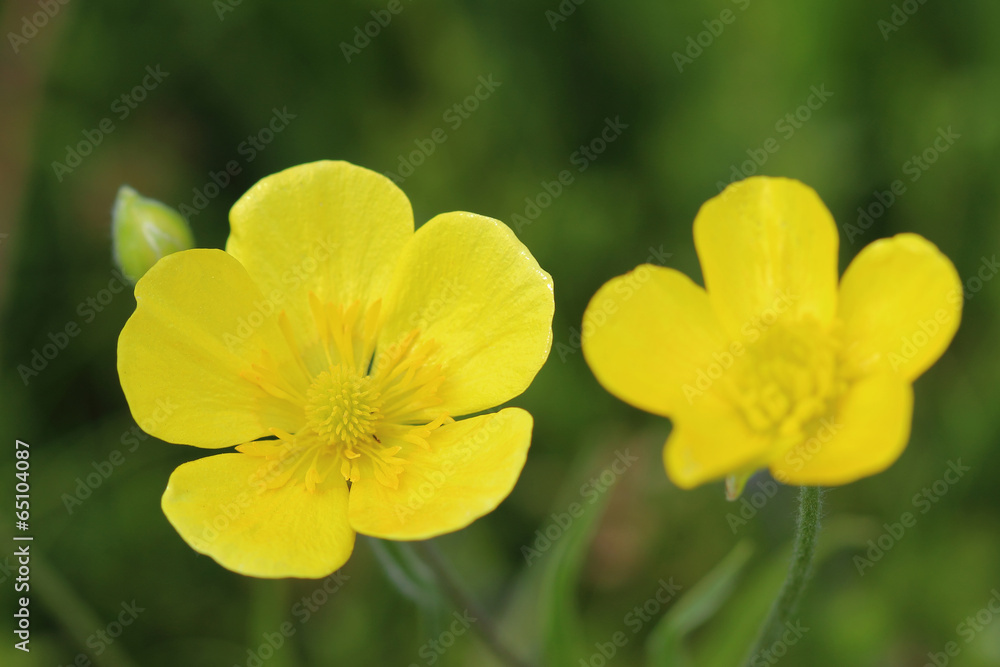 Flowers of meadow buttercup (Ranunculus acris) Flowers of meadow buttercup (Ranunculus acris)