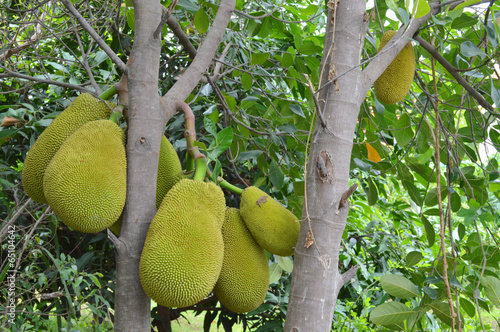 jack fruits on tree