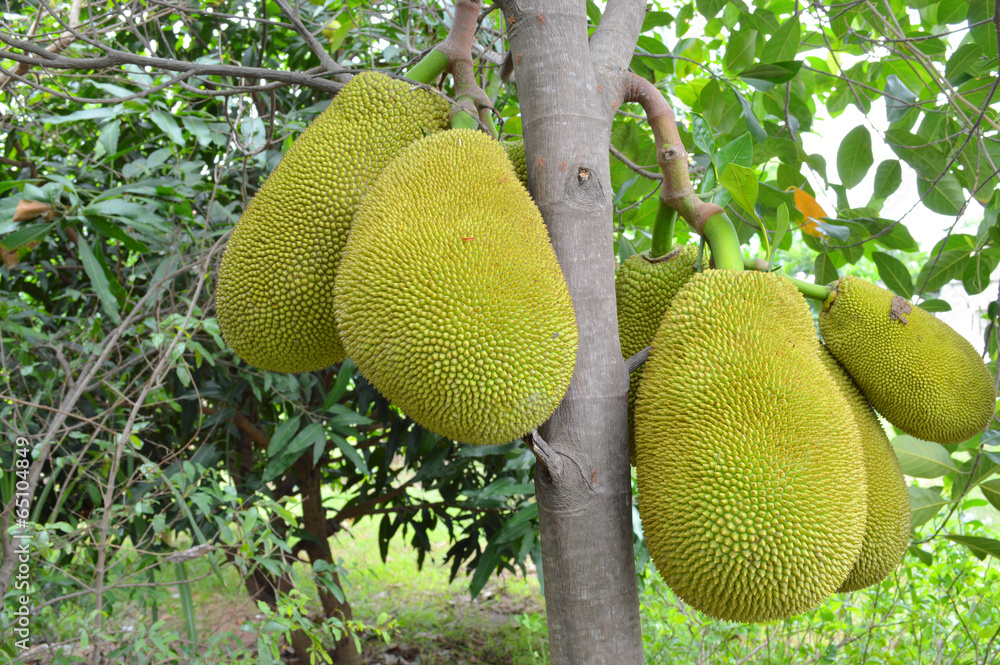 jack fruits on tree jack fruits on tree