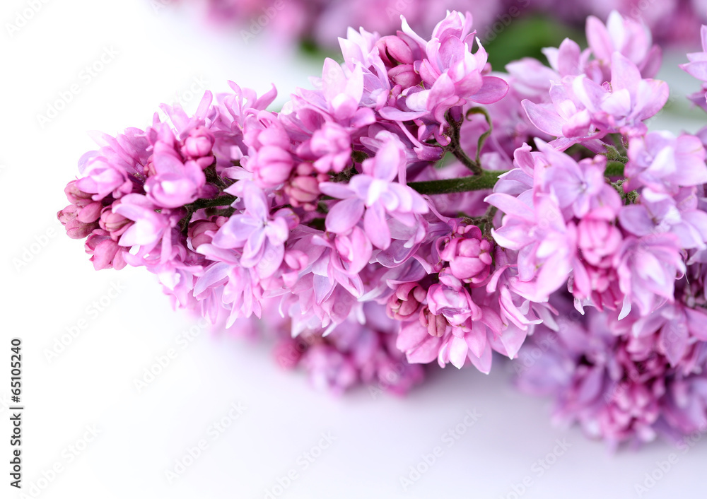 Beautiful lilac flowers isolated on white