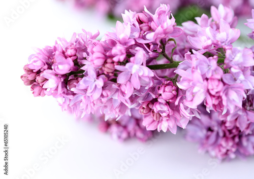 Beautiful lilac flowers isolated on white