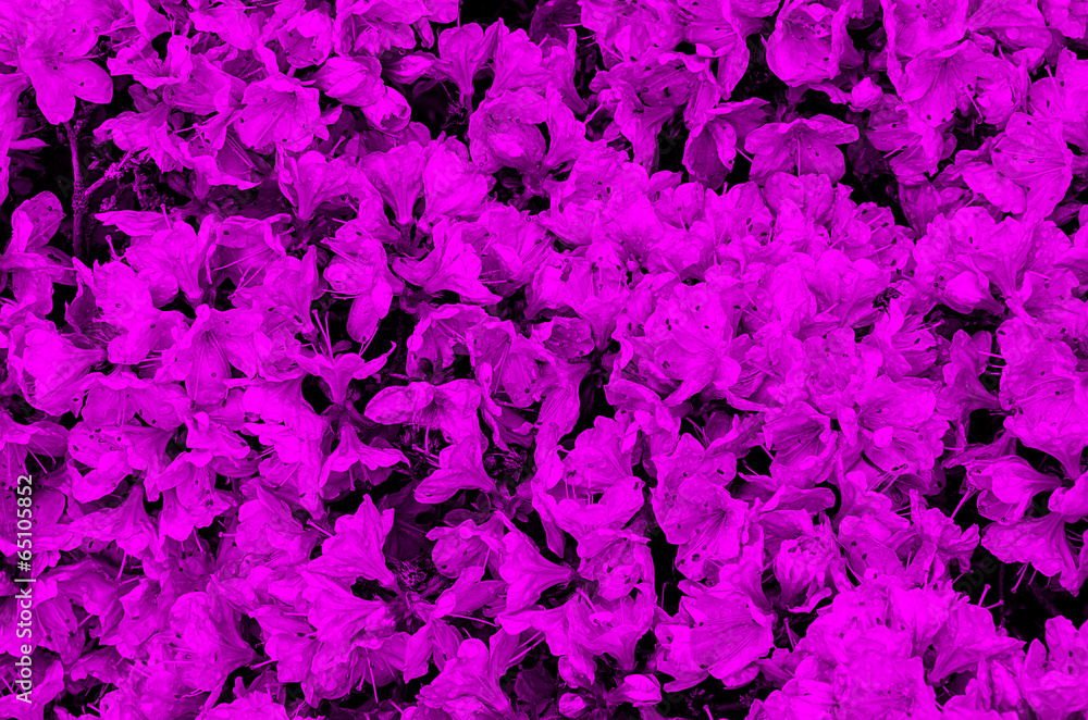 Background of flowers violet