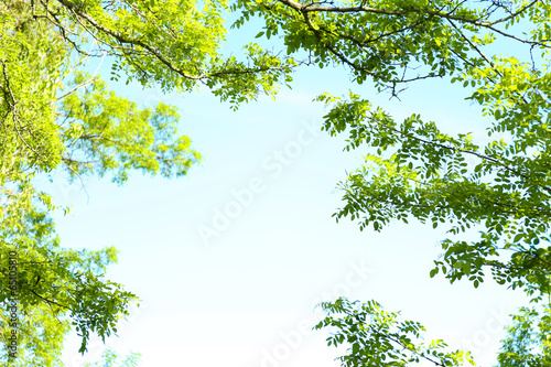 Beautiful spring leaves on tree, outdoors