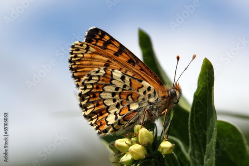 Glanville Fritillary butterfly on flower photo