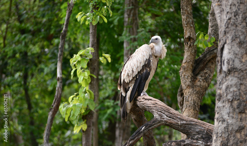 griffon vulture