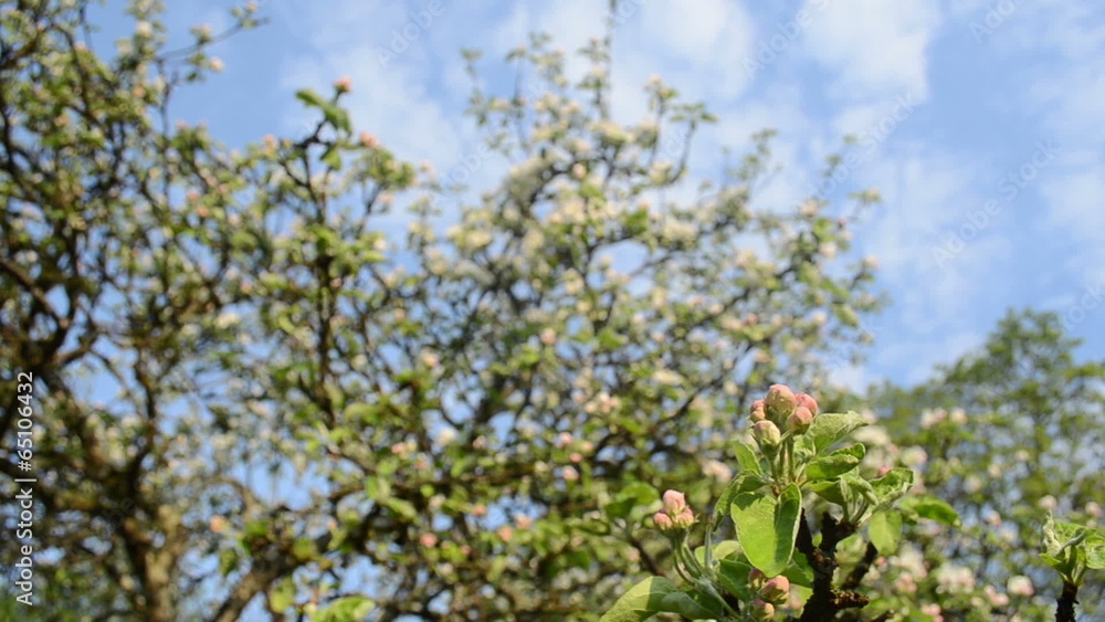 apple fruit tree branch bloom buds clouds passing on background apple fruit tree branch bloom buds clouds passing on background