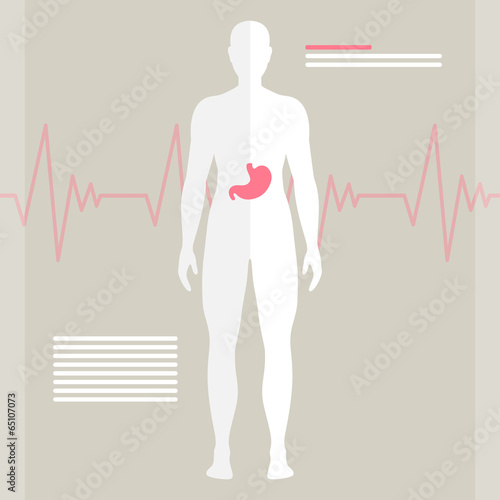 Vector Illustration of the Human Stomach