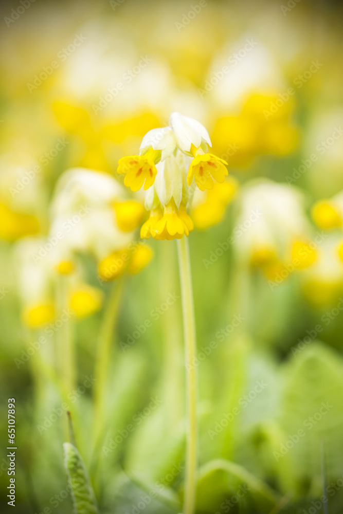 Obraz premium Yellow cowslip or primrose flower