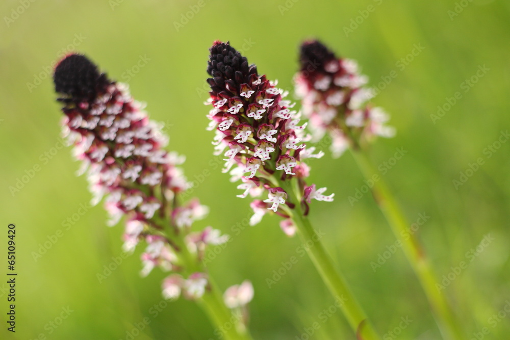Brand-Knabenkraut (Orchis ustulata) Brand-Knabenkraut (Orchis ustulata)