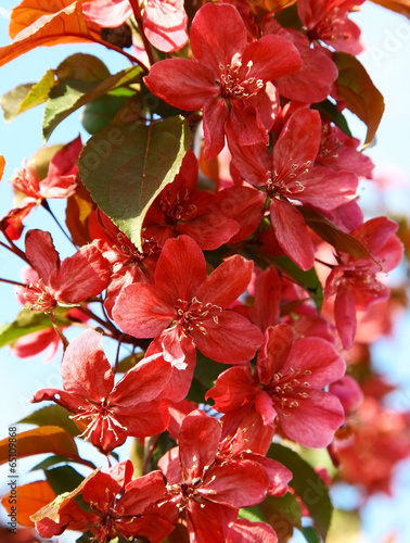 Red spring flowers blossom © Elena Kovaleva