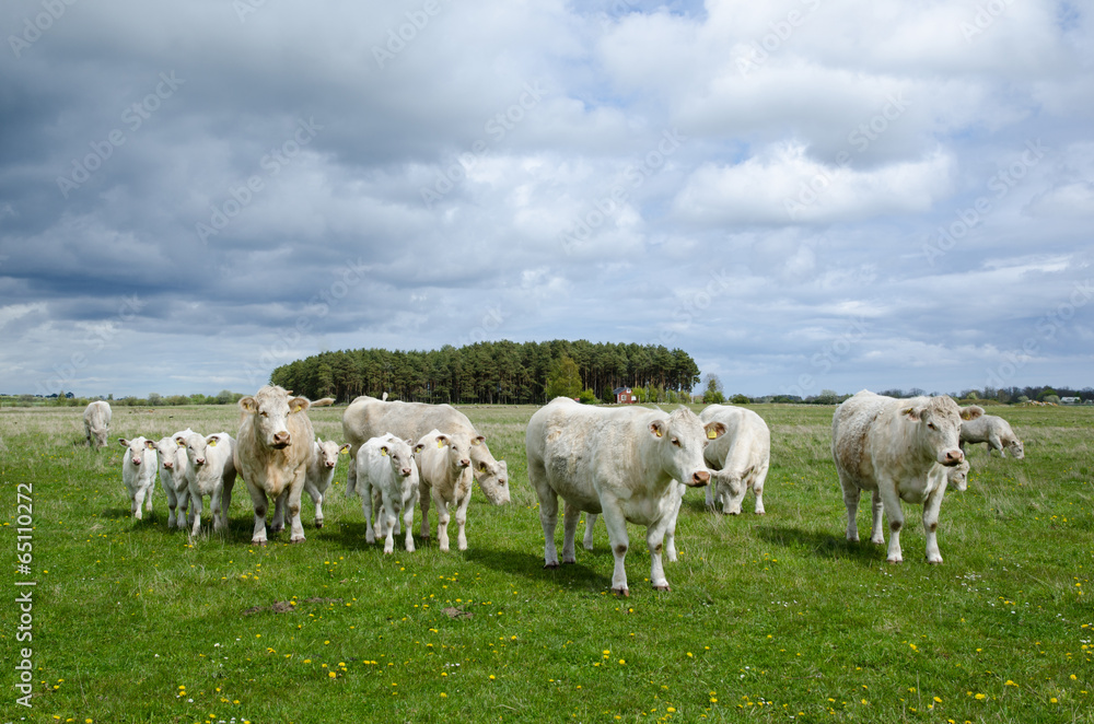 Fototapeta premium Cattle at spring