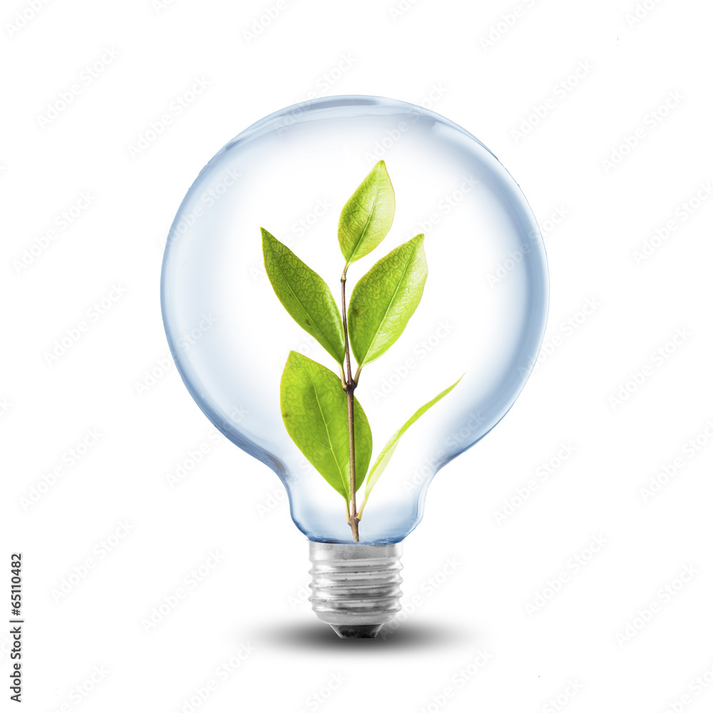 Light Bulb With Plant inside Light Bulb With Plant inside