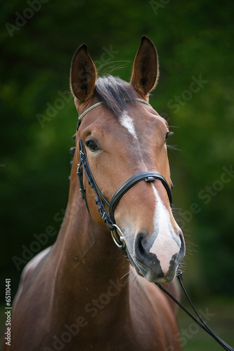 Fototapeta Naklejka Na Ścianę i Meble -  Portret konia