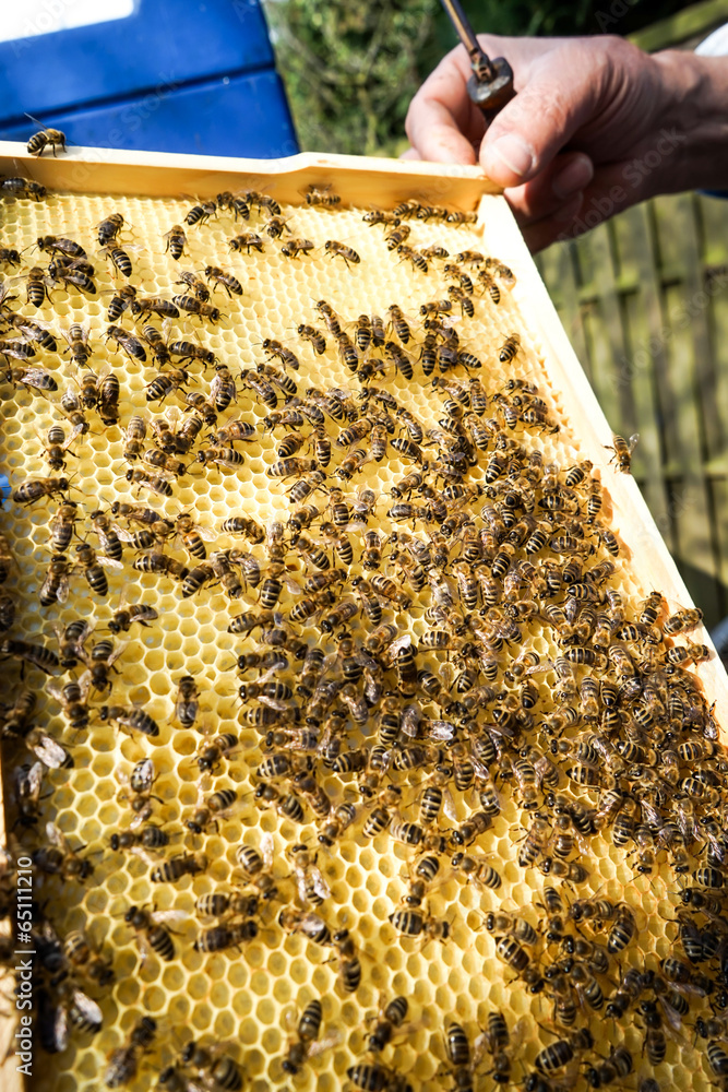 Imker zeigt Brutwaben mit Bienen Imker zeigt Brutwaben mit Bienen