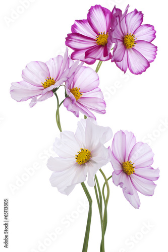 Fototapeta Naklejka Na Ścianę i Meble -  cosmos