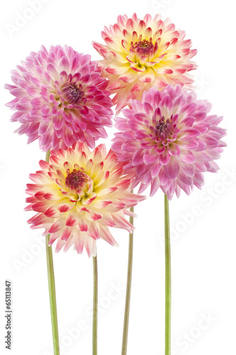 Fototapeta Naklejka Na Ścianę i Meble -  dahlia